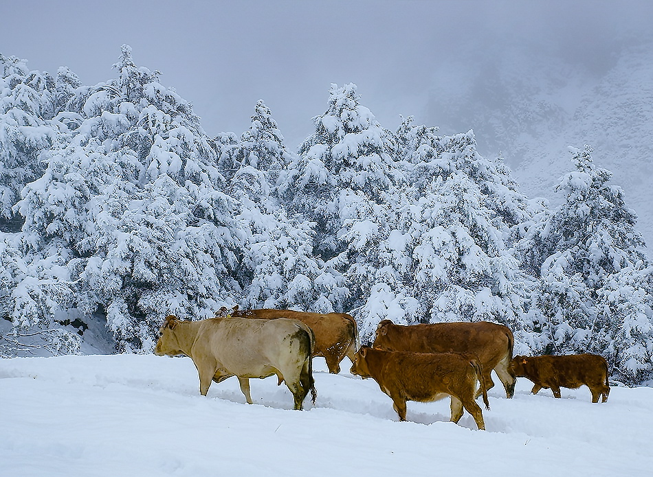 Neve-Piani-di-Bobbio13