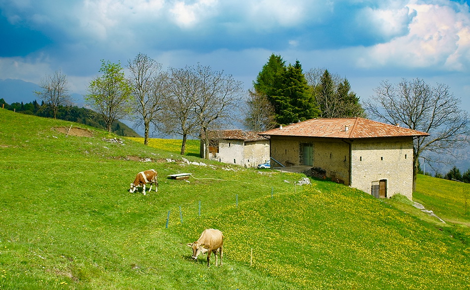 Immagine