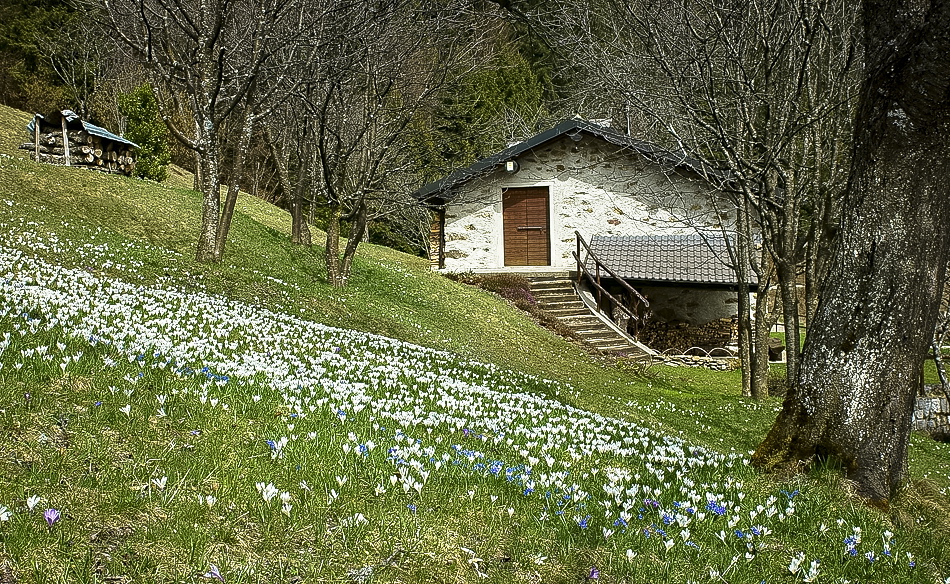 Immagine
