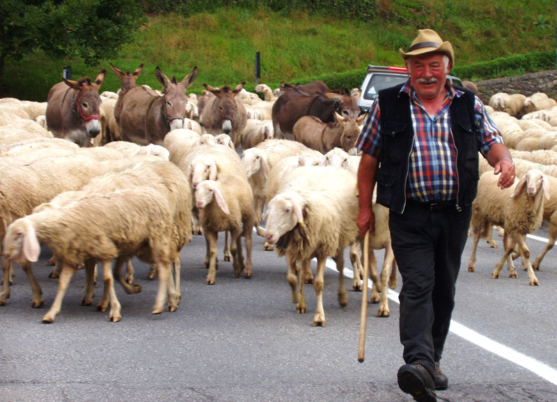 Un Autorevole Membro Del Gregge Valle Brembana • La Transumanza del gregge in Valle Brembana : Cultura