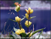 Flora in Val Brembana