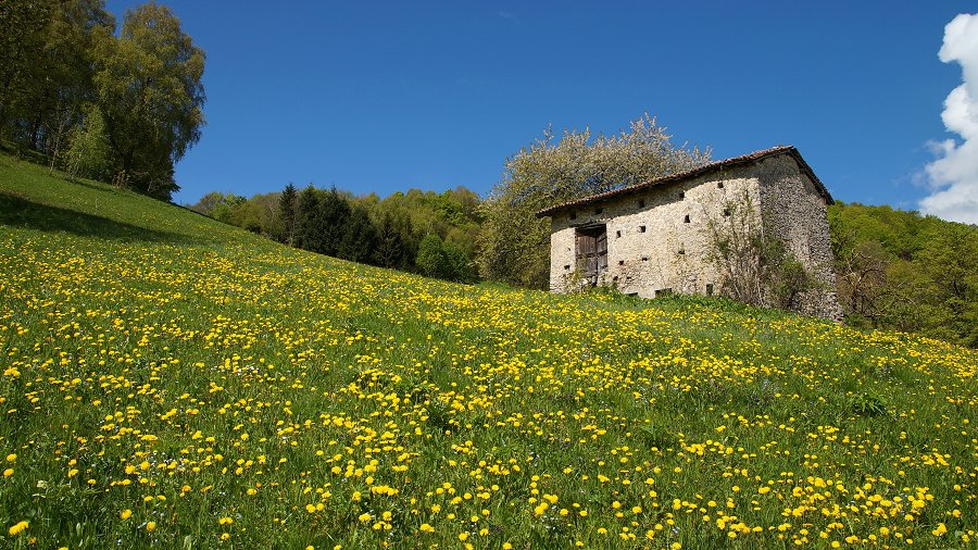 Immagine
