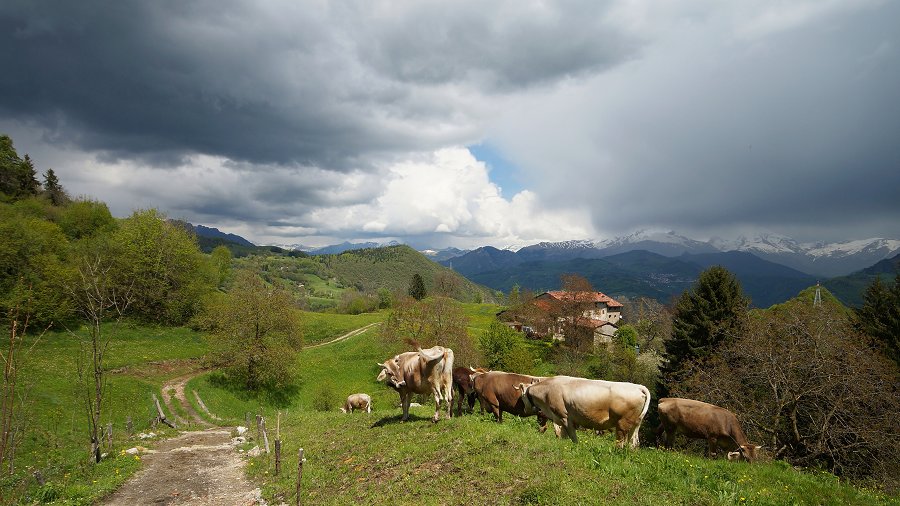 Immagine