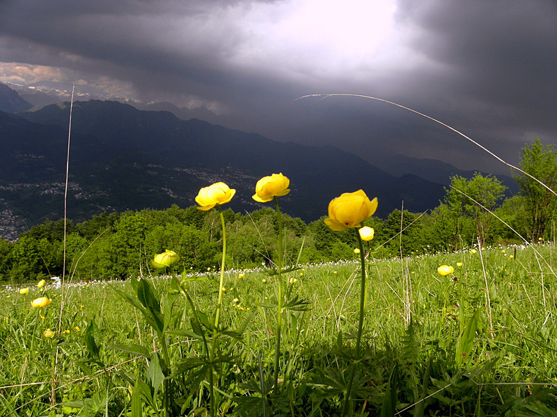 Immagine