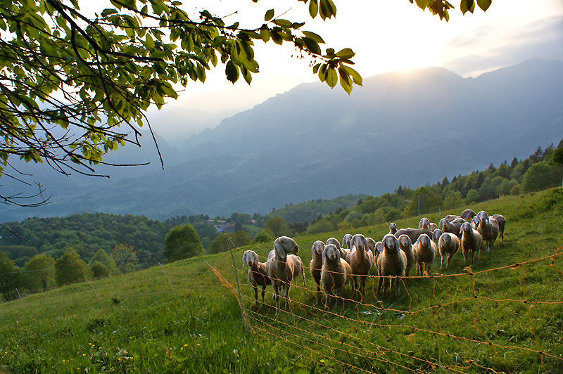 Immagine