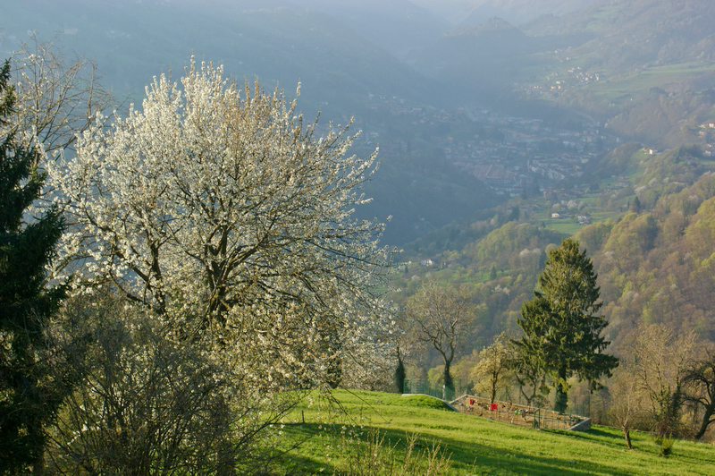 Immagine
