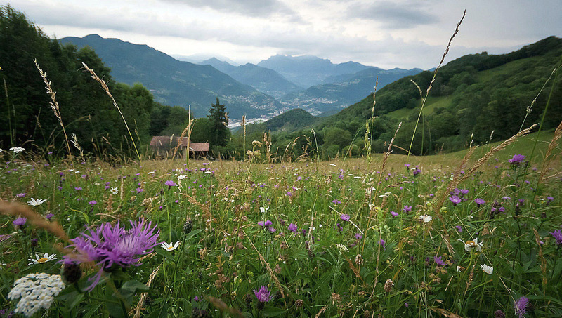 Immagine